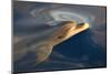 Bottlenose dolphin(tursiops truncatus) A bottlenose dolphin surfaces in a silky sea. Canary Islands-Christopher Swann-Mounted Photographic Print