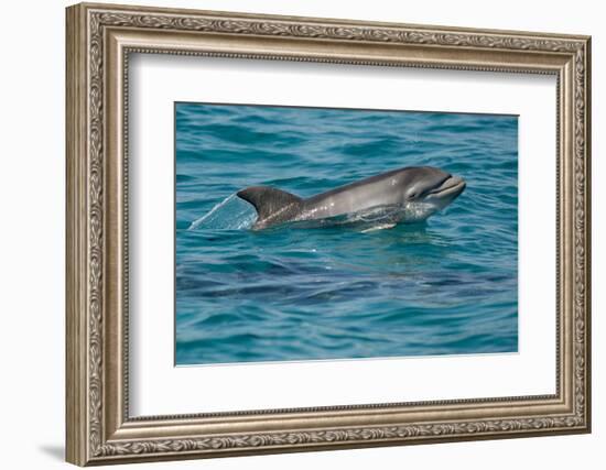 Bottlenose Dolphin (Tursiops Truncatus) Baby Age Two Weeks Porpoising, Sado Estuary, Portugal-Pedro Narra-Framed Photographic Print