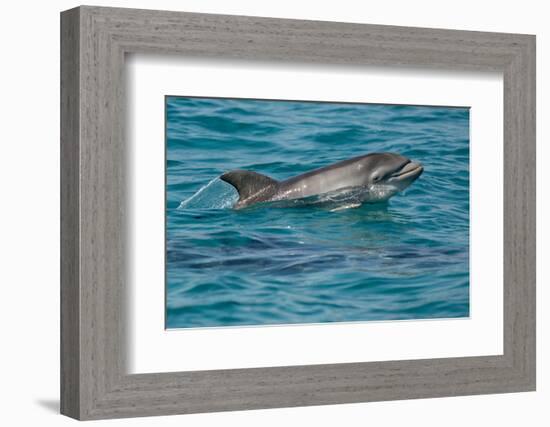 Bottlenose Dolphin (Tursiops Truncatus) Baby Age Two Weeks Porpoising, Sado Estuary, Portugal-Pedro Narra-Framed Photographic Print