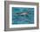 Bottlenose Dolphin (Tursiops Truncatus) Baby Age Two Weeks Porpoising, Sado Estuary, Portugal-Pedro Narra-Framed Photographic Print