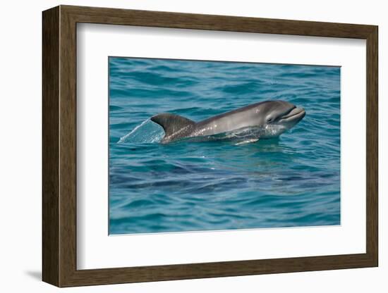 Bottlenose Dolphin (Tursiops Truncatus) Baby Age Two Weeks Porpoising, Sado Estuary, Portugal-Pedro Narra-Framed Photographic Print