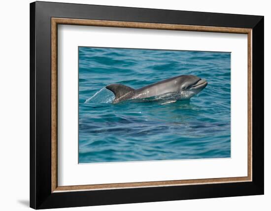 Bottlenose Dolphin (Tursiops Truncatus) Baby Age Two Weeks Porpoising, Sado Estuary, Portugal-Pedro Narra-Framed Photographic Print