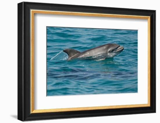 Bottlenose Dolphin (Tursiops Truncatus) Baby Age Two Weeks Porpoising, Sado Estuary, Portugal-Pedro Narra-Framed Photographic Print