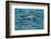 Bottlenose Dolphin (Tursiops Truncatus) Baby Age Two Weeks Porpoising, Sado Estuary, Portugal-Pedro Narra-Framed Photographic Print