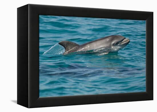 Bottlenose Dolphin (Tursiops Truncatus) Baby Age Two Weeks Porpoising, Sado Estuary, Portugal-Pedro Narra-Framed Premier Image Canvas