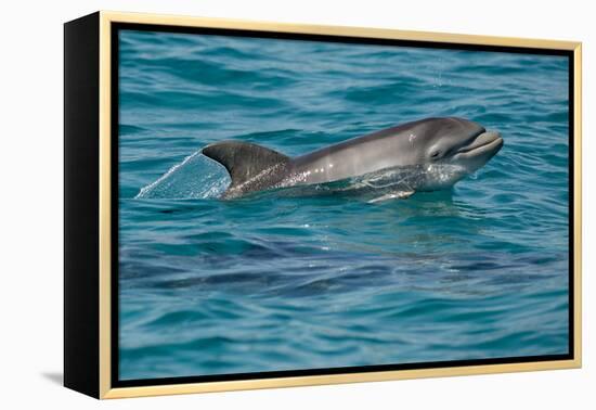 Bottlenose Dolphin (Tursiops Truncatus) Baby Age Two Weeks Porpoising, Sado Estuary, Portugal-Pedro Narra-Framed Premier Image Canvas