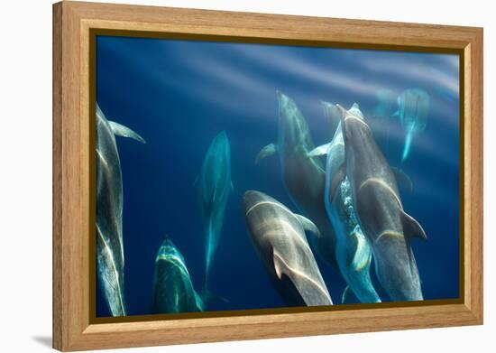 Bottlenose dolphin (Tursiops truncatus) bowriding dolphins illuminated by the sun, Azores-Christopher Swann-Framed Premier Image Canvas
