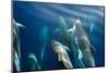 Bottlenose dolphin (Tursiops truncatus) bowriding dolphins illuminated by the sun, Azores-Christopher Swann-Mounted Photographic Print