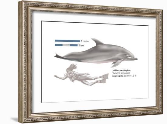 Bottlenose Dolphin (Tursiops Truncatus), Mammals-Encyclopaedia Britannica-Framed Art Print