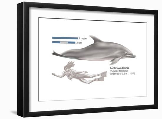 Bottlenose Dolphin (Tursiops Truncatus), Mammals-Encyclopaedia Britannica-Framed Art Print