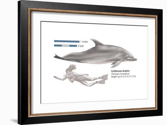 Bottlenose Dolphin (Tursiops Truncatus), Mammals-Encyclopaedia Britannica-Framed Art Print