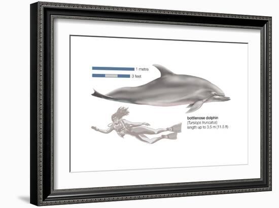 Bottlenose Dolphin (Tursiops Truncatus), Mammals-Encyclopaedia Britannica-Framed Art Print