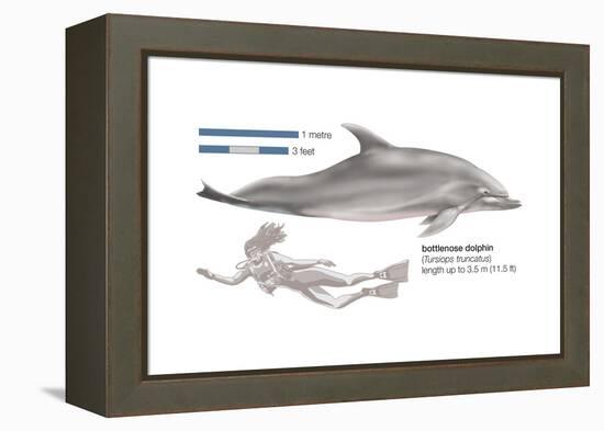 Bottlenose Dolphin (Tursiops Truncatus), Mammals-Encyclopaedia Britannica-Framed Stretched Canvas