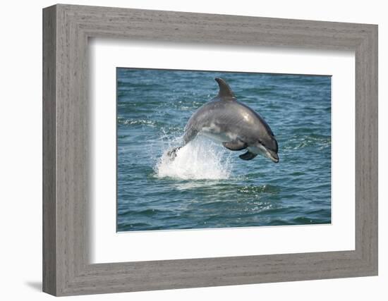 Bottlenose Dolphin (Tursiops Truncatus) Porpoising, Sado Estuary, Portugal-Pedro Narra-Framed Photographic Print