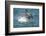 Bottlenose Dolphin (Tursiops Truncatus) Porpoising, Sado Estuary, Portugal-Pedro Narra-Framed Photographic Print