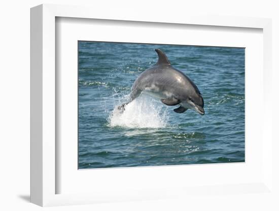 Bottlenose Dolphin (Tursiops Truncatus) Porpoising, Sado Estuary, Portugal-Pedro Narra-Framed Photographic Print