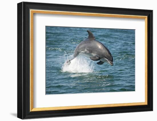 Bottlenose Dolphin (Tursiops Truncatus) Porpoising, Sado Estuary, Portugal-Pedro Narra-Framed Photographic Print