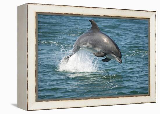 Bottlenose Dolphin (Tursiops Truncatus) Porpoising, Sado Estuary, Portugal-Pedro Narra-Framed Premier Image Canvas