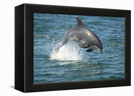 Bottlenose Dolphin (Tursiops Truncatus) Porpoising, Sado Estuary, Portugal-Pedro Narra-Framed Premier Image Canvas