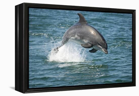 Bottlenose Dolphin (Tursiops Truncatus) Porpoising, Sado Estuary, Portugal-Pedro Narra-Framed Premier Image Canvas