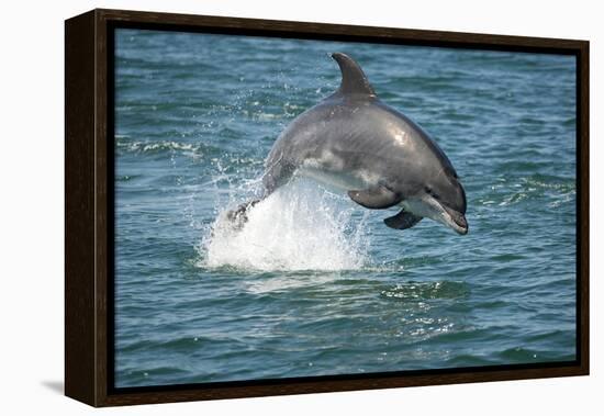 Bottlenose Dolphin (Tursiops Truncatus) Porpoising, Sado Estuary, Portugal-Pedro Narra-Framed Premier Image Canvas