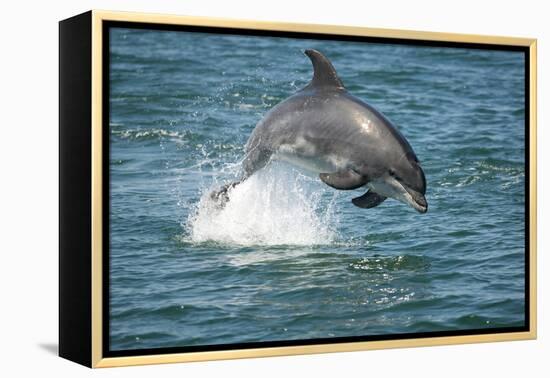 Bottlenose Dolphin (Tursiops Truncatus) Porpoising, Sado Estuary, Portugal-Pedro Narra-Framed Premier Image Canvas