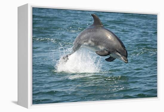 Bottlenose Dolphin (Tursiops Truncatus) Porpoising, Sado Estuary, Portugal-Pedro Narra-Framed Premier Image Canvas