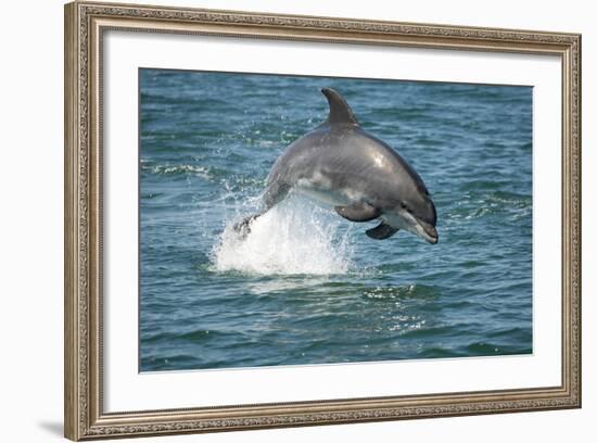 Bottlenose Dolphin (Tursiops Truncatus) Porpoising, Sado Estuary, Portugal-Pedro Narra-Framed Photographic Print