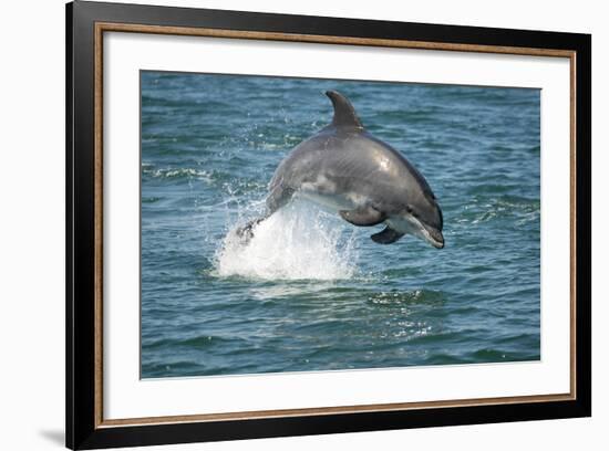 Bottlenose Dolphin (Tursiops Truncatus) Porpoising, Sado Estuary, Portugal-Pedro Narra-Framed Photographic Print