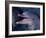 Bottlenose Dolphin (Tursiops Truncatus) Red Sea, Egypt-Jeff Rotman-Framed Photographic Print