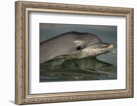 Bottlenose Dolphin (Tursiops Truncatus) Reflected At The Surface, Sado Estuary, Portugal-Pedro Narra-Framed Photographic Print