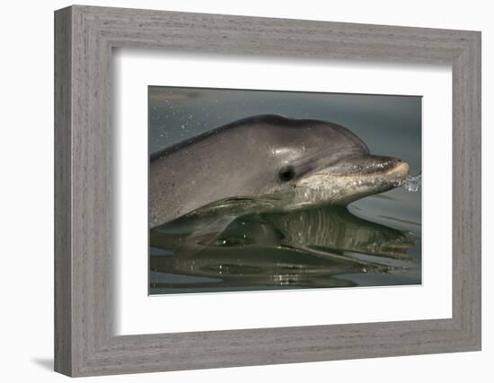 Bottlenose Dolphin (Tursiops Truncatus) Reflected At The Surface, Sado Estuary, Portugal-Pedro Narra-Framed Photographic Print