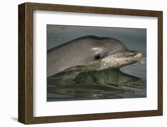 Bottlenose Dolphin (Tursiops Truncatus) Reflected At The Surface, Sado Estuary, Portugal-Pedro Narra-Framed Photographic Print