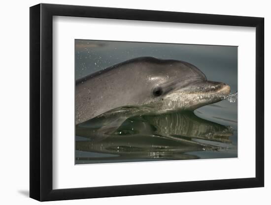 Bottlenose Dolphin (Tursiops Truncatus) Reflected At The Surface, Sado Estuary, Portugal-Pedro Narra-Framed Photographic Print