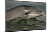 Bottlenose Dolphin (Tursiops Truncatus) Reflected At The Surface, Sado Estuary, Portugal-Pedro Narra-Mounted Photographic Print