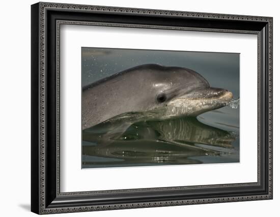 Bottlenose Dolphin (Tursiops Truncatus) Reflected At The Surface, Sado Estuary, Portugal-Pedro Narra-Framed Photographic Print