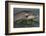 Bottlenose Dolphin (Tursiops Truncatus) Reflected At The Surface, Sado Estuary, Portugal-Pedro Narra-Framed Photographic Print