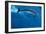 Bottlenose Dolphin (Tursiops Truncatus) Riding Waves. Dolphins in Tuamotu Islands, Rangiroa Atoll,-null-Framed Giclee Print