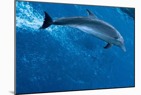 Bottlenose Dolphin (Tursiops Truncatus) Riding Waves. Dolphins in Tuamotu Islands, Rangiroa Atoll,-null-Mounted Giclee Print