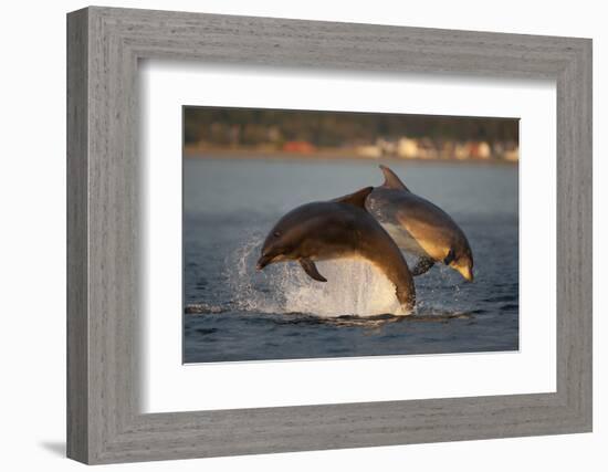 Bottlenose Dolphin (Tursiops Truncatus) Two Breaching in Evening Light, Moray Firth, Scotland, UK-John Macpherson-Framed Photographic Print