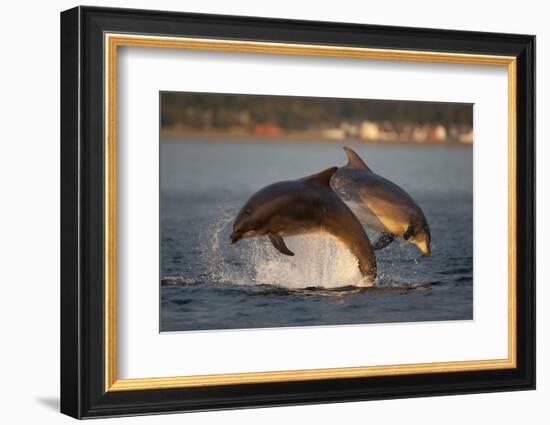 Bottlenose Dolphin (Tursiops Truncatus) Two Breaching in Evening Light, Moray Firth, Scotland, UK-John Macpherson-Framed Photographic Print