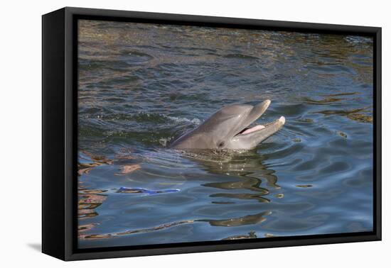 Bottlenose Dolphin, Tursiops Tursiops, Grassy Key, Florida, United States of America, North America-Michael Runkel-Framed Premier Image Canvas
