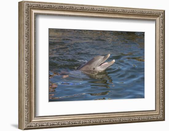 Bottlenose Dolphin, Tursiops Tursiops, Grassy Key, Florida, United States of America, North America-Michael Runkel-Framed Photographic Print