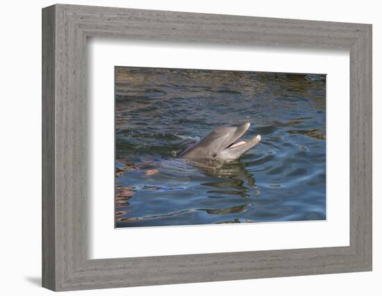 Bottlenose Dolphin, Tursiops Tursiops, Grassy Key, Florida, United States of America, North America-Michael Runkel-Framed Photographic Print