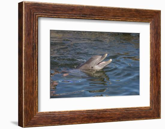 Bottlenose Dolphin, Tursiops Tursiops, Grassy Key, Florida, United States of America, North America-Michael Runkel-Framed Photographic Print