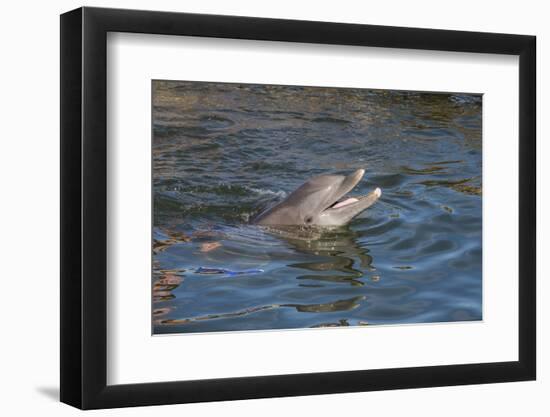 Bottlenose Dolphin, Tursiops Tursiops, Grassy Key, Florida, United States of America, North America-Michael Runkel-Framed Photographic Print