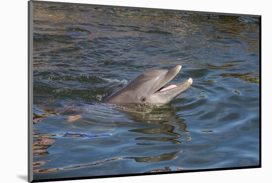 Bottlenose Dolphin, Tursiops Tursiops, Grassy Key, Florida, United States of America, North America-Michael Runkel-Mounted Photographic Print