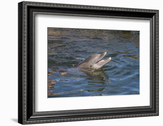 Bottlenose Dolphin, Tursiops Tursiops, Grassy Key, Florida, United States of America, North America-Michael Runkel-Framed Photographic Print