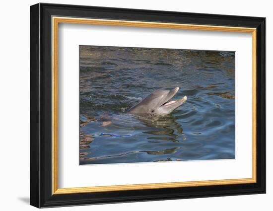 Bottlenose Dolphin, Tursiops Tursiops, Grassy Key, Florida, United States of America, North America-Michael Runkel-Framed Photographic Print