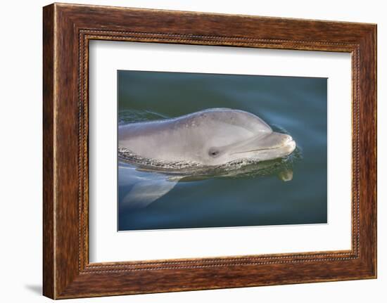 Bottlenose Dolphin, Tursiops Tursiops, Grassy Key, Florida, United States of America, North America-Michael Runkel-Framed Photographic Print